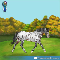 Horse Color:Brown Appaloosa Rabicano 