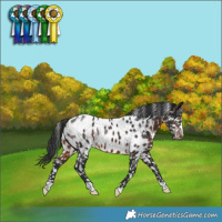 Horse Color:Brown Appaloosa Rabicano 