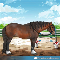 Horse Color:Bay Rabicano 