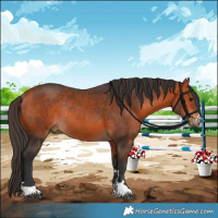 Horse Color:Bay Rabicano