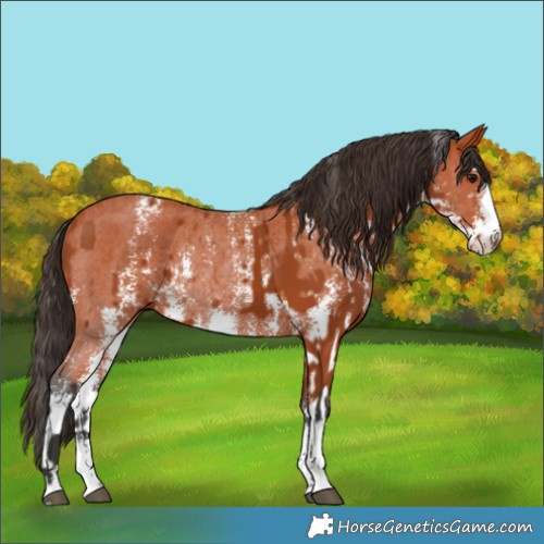 Horse Color:Bay Sabino Rabicano and Bay Sabino Rabicano