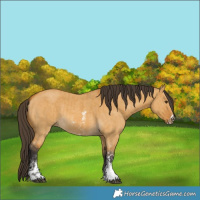Horse Color:Buckskin Dun Sabino Rabicano  and Buckskin Dun Sabino 