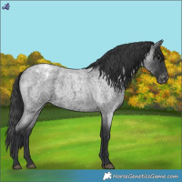 Horse Color:Blue Roan Appaloosa