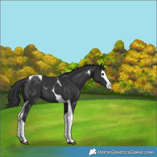 Horse Color:Black Splash Tobiano 