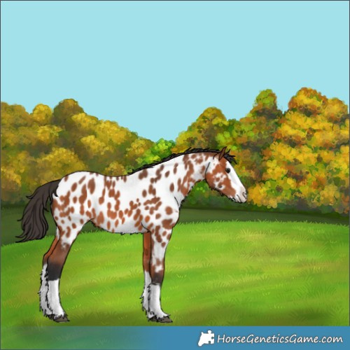 Horse Color:Bay Splash Near Leopard 