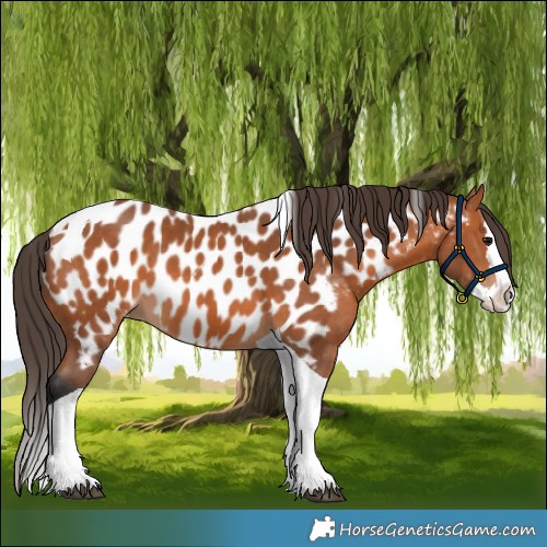 Horse Color:Bay Splash Tobiano Appaloosa 