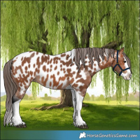 Horse Color:Bay Splash Tobiano Near Leopard 