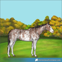 Horse Color:Bay Sabino Rabicano  and Brown Sabino Rabicano 