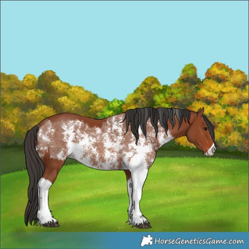 Horse Color:Bay Sabino Rabicano  and Bay Sabino 