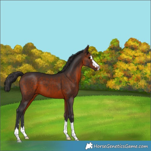 Horse Color:Brown 