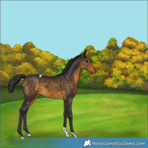 Horse Color:Buckskin Tobiano Rabicano 