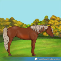 Horse Color:Chestnut 
