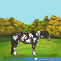 Horse Color:White Spotted Liver Chestnut