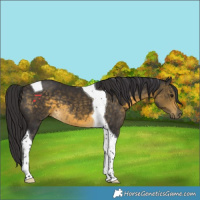 Horse Color:Buckskin Tobiano 