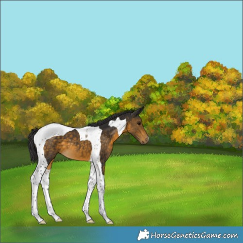 Horse Color:Buckskin Tobiano 