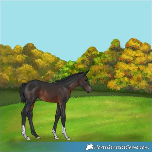 Horse Color:Brown Tobiano Rabicano 