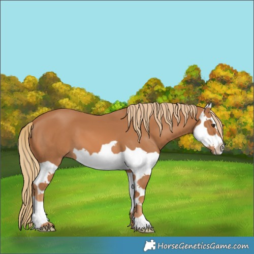 Horse Color:Chestnut Splash 