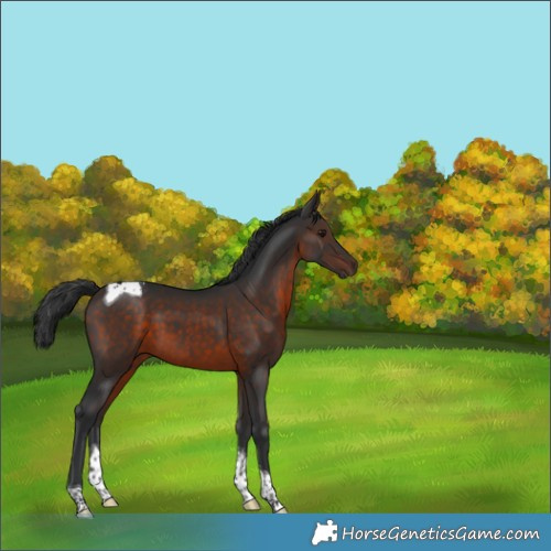 Horse Color:Brown Tobiano 