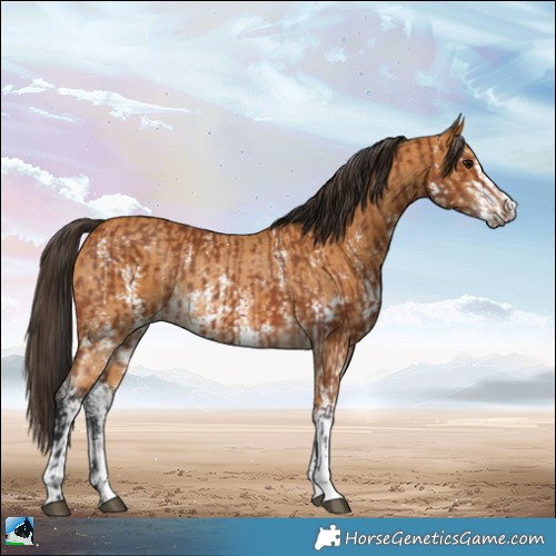 Horse Color:Bay Sabino Rabicano  and Buckskin Sabino Rabicano 