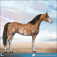 Horse Color:Bay Sabino Rabicano  and Buckskin Sabino Rabicano 