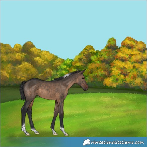 Horse Color:Brown Dun Tobiano 