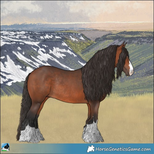 Horse Color:Bay Rabicano 