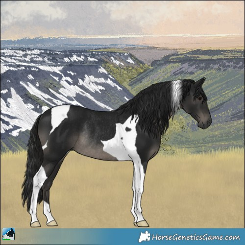 Horse Color:Gray Black Tobiano Rabicano 