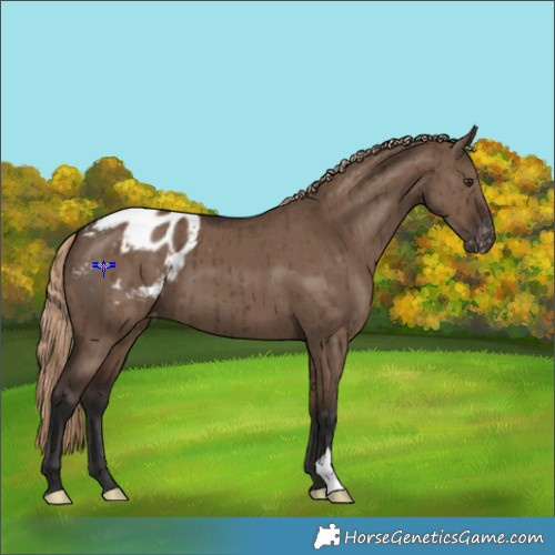Horse Color:Liver Red Dun Appaloosa Brindle 