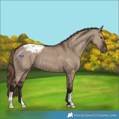 Horse Color:Liver Red Dun Appaloosa Brindle 