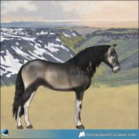 Horse Color:Gray Blue Onyx Rabicano 