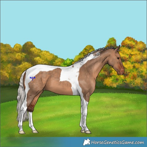 Horse Color:Silver Brown Dun Tobiano Appaloosa 