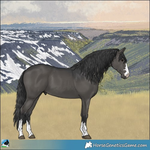 Horse Color:Black 
