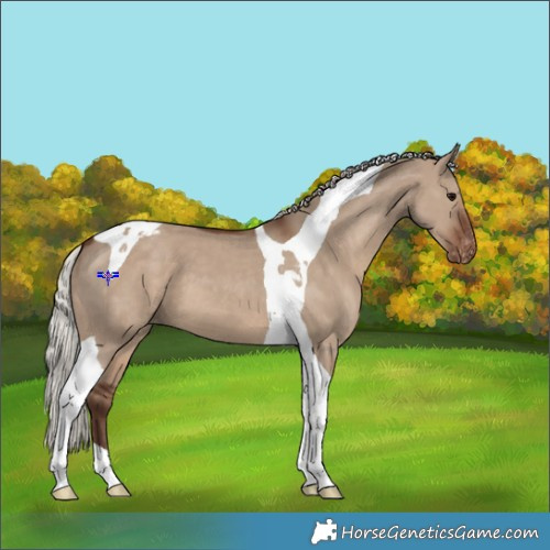 Horse Color:Silver Grullo Tobiano Appaloosa 