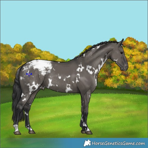 Horse Color:White Spotted Grullo Appaloosa Rabicano 