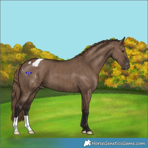 Horse Color:Liver Red Dun Appaloosa Brindle 