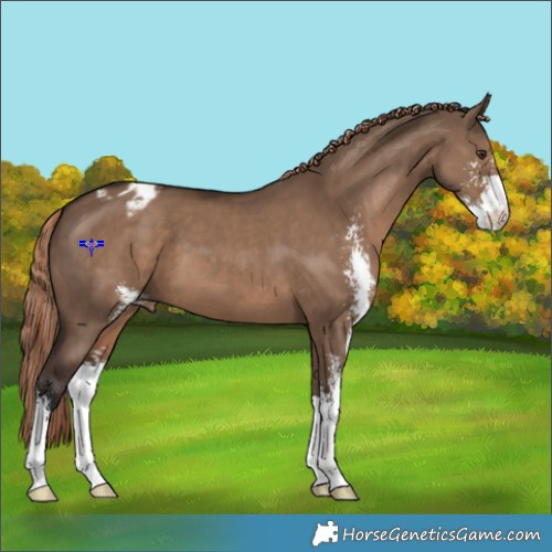 Horse Color:Liver Red Dun Sabino Appaloosa 
