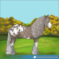 Horse Color:White Spotted Silver Grullo Appaloosa 