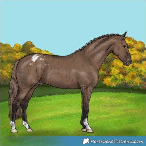Horse Color:Liver Red Dun Appaloosa Brindle 
