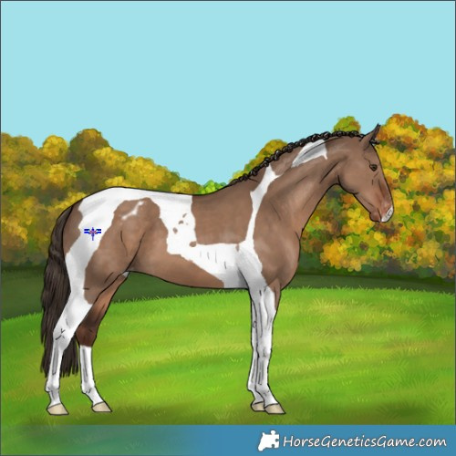 Horse Color:Liver Red Dun Tobiano Appaloosa 