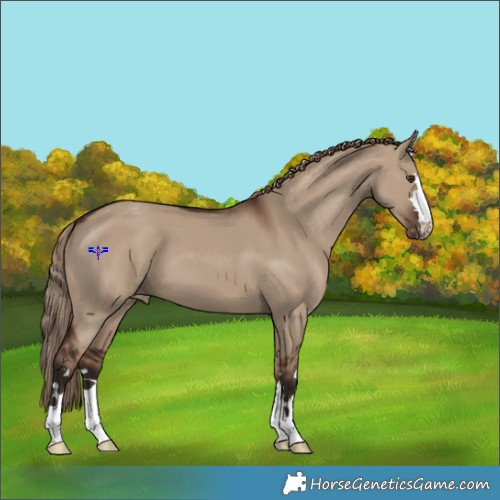 Horse Color:Liver Red Dun Appaloosa 