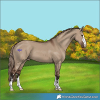 Horse Color:Liver Red Dun Appaloosa 