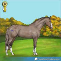 Horse Color:Liver Red Dun Varnish 