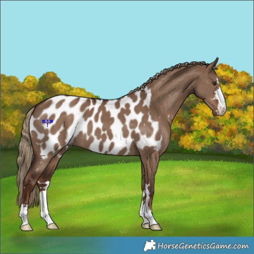 Horse Color:Liver Red Dun Appaloosa 