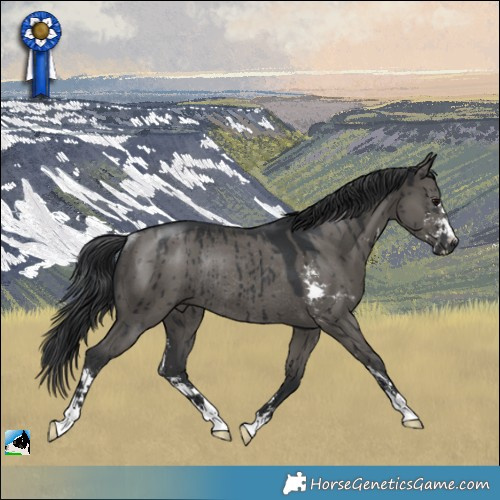 Horse Color:Grullo Sabino Rabicano Brindle 