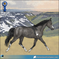 Horse Color:Grullo Sabino Rabicano Brindle