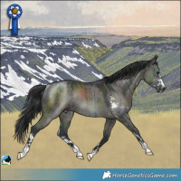 Horse Color:Grullo Sabino Rabicano Brindle 