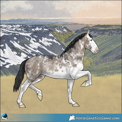 Horse Color:Brown Dun Mushroom Sabino Splash Rabicano