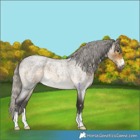 Horse Color:Silver Buckskin Roan 