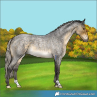 Horse Color:Silver Buckskin Roan 