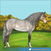 Horse Color:Silver Buckskin Roan 